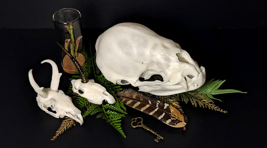 Five Ideas for Beautifying Your Bone Collection