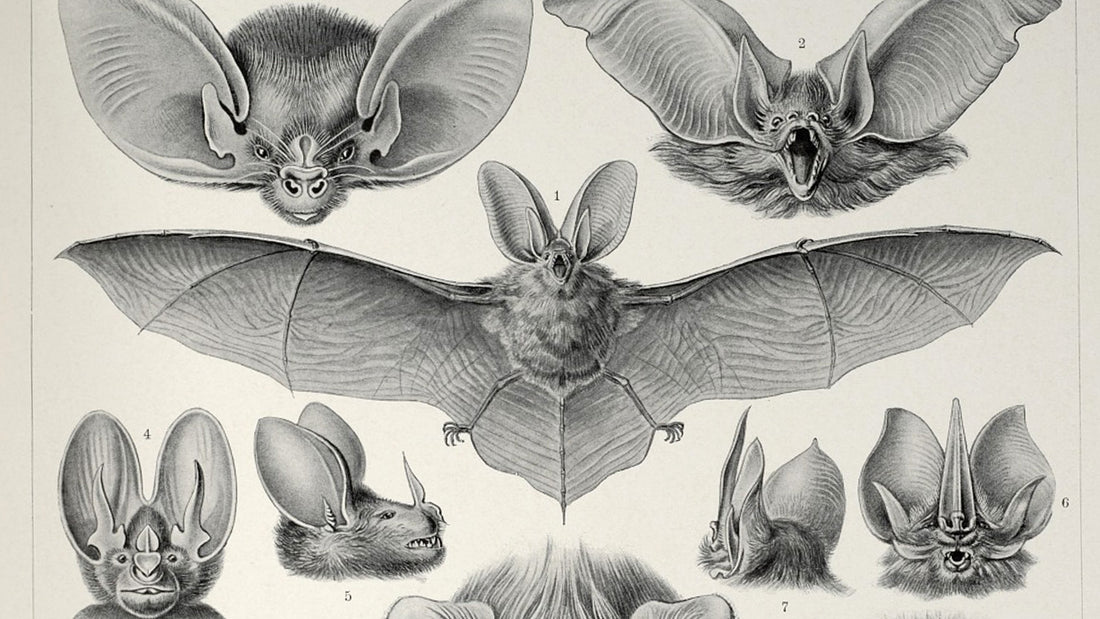 The Ethics of Bat Collecting