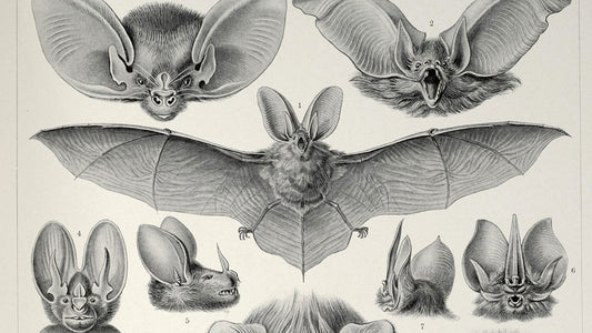 The Ethics of Bat Collecting
