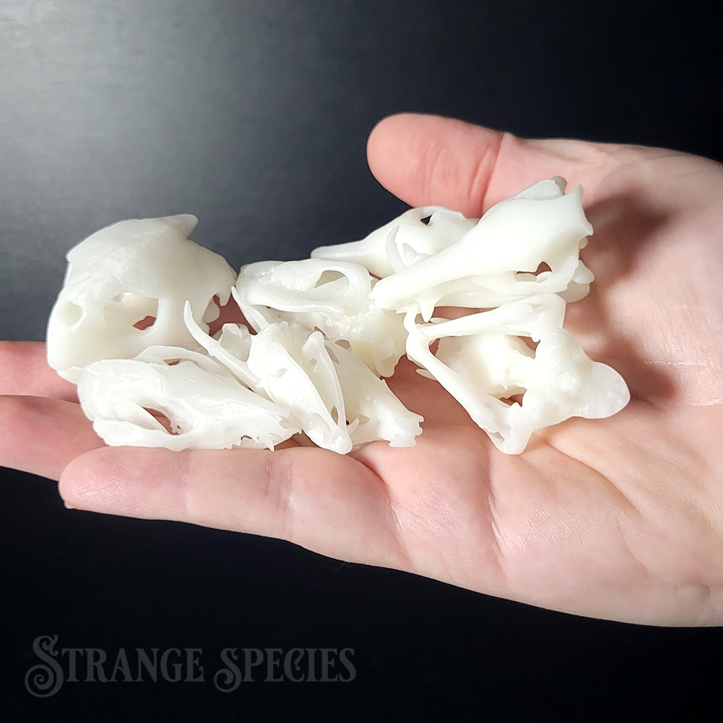 Random Mini Skull Replica
