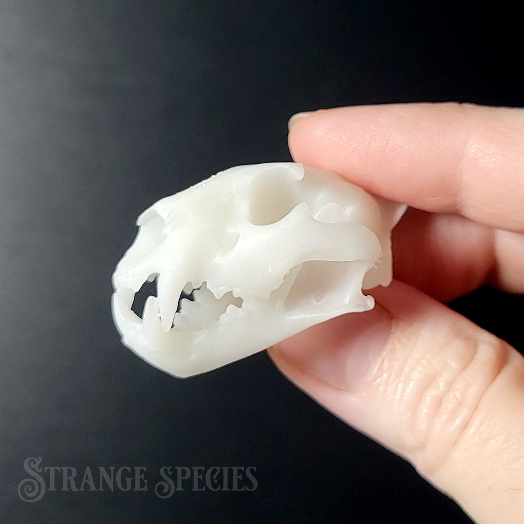Random Mini Skull Replica
