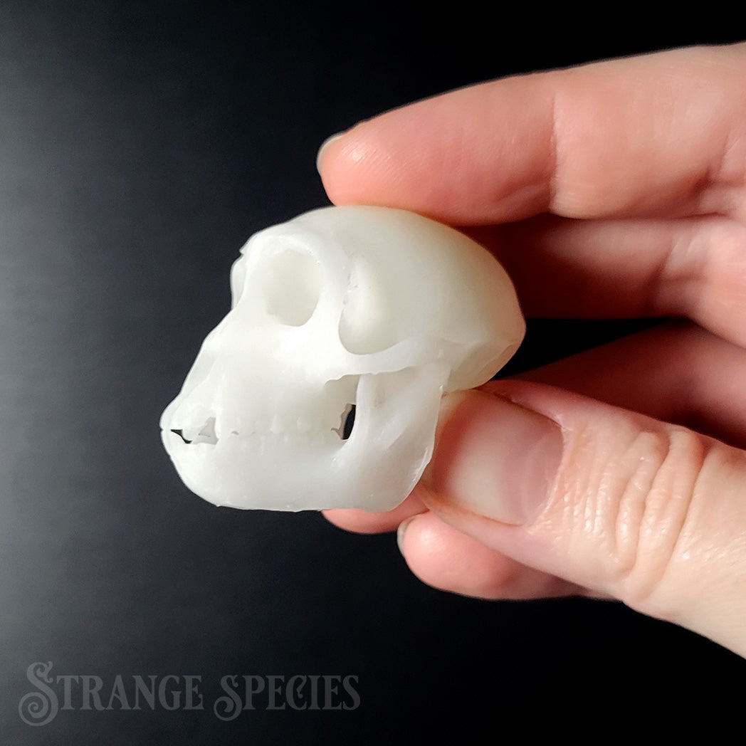 Random Mini Skull Replica