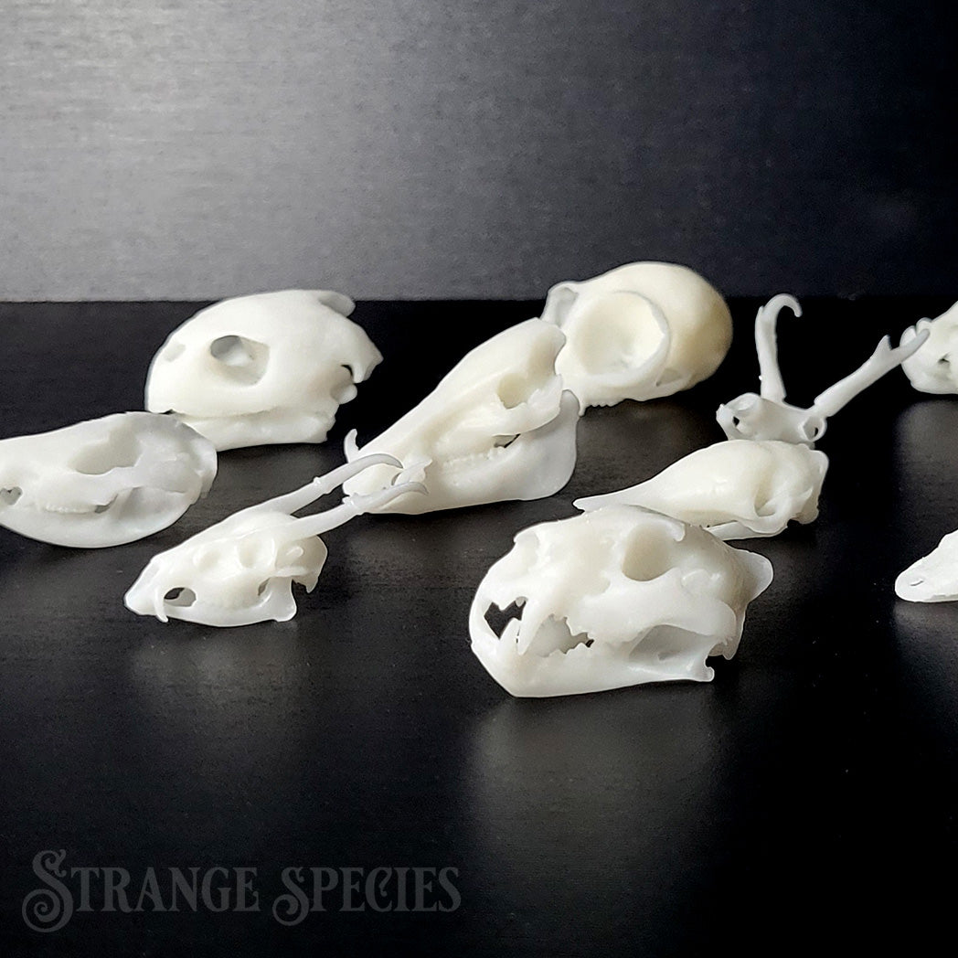 Random Mini Skull Replica