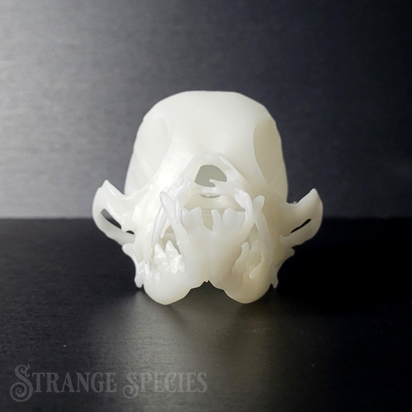 Chihuahua Life-Sized Domestic Dog Skull Replica