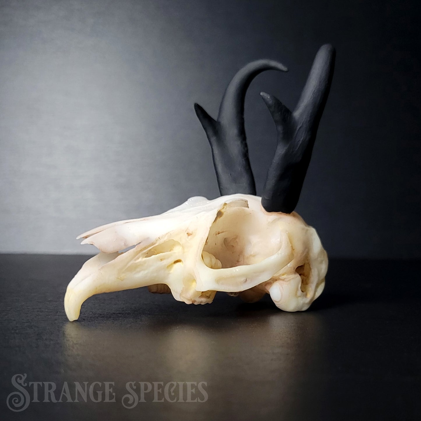 Jackalope Skull Replica (Life-Sized)