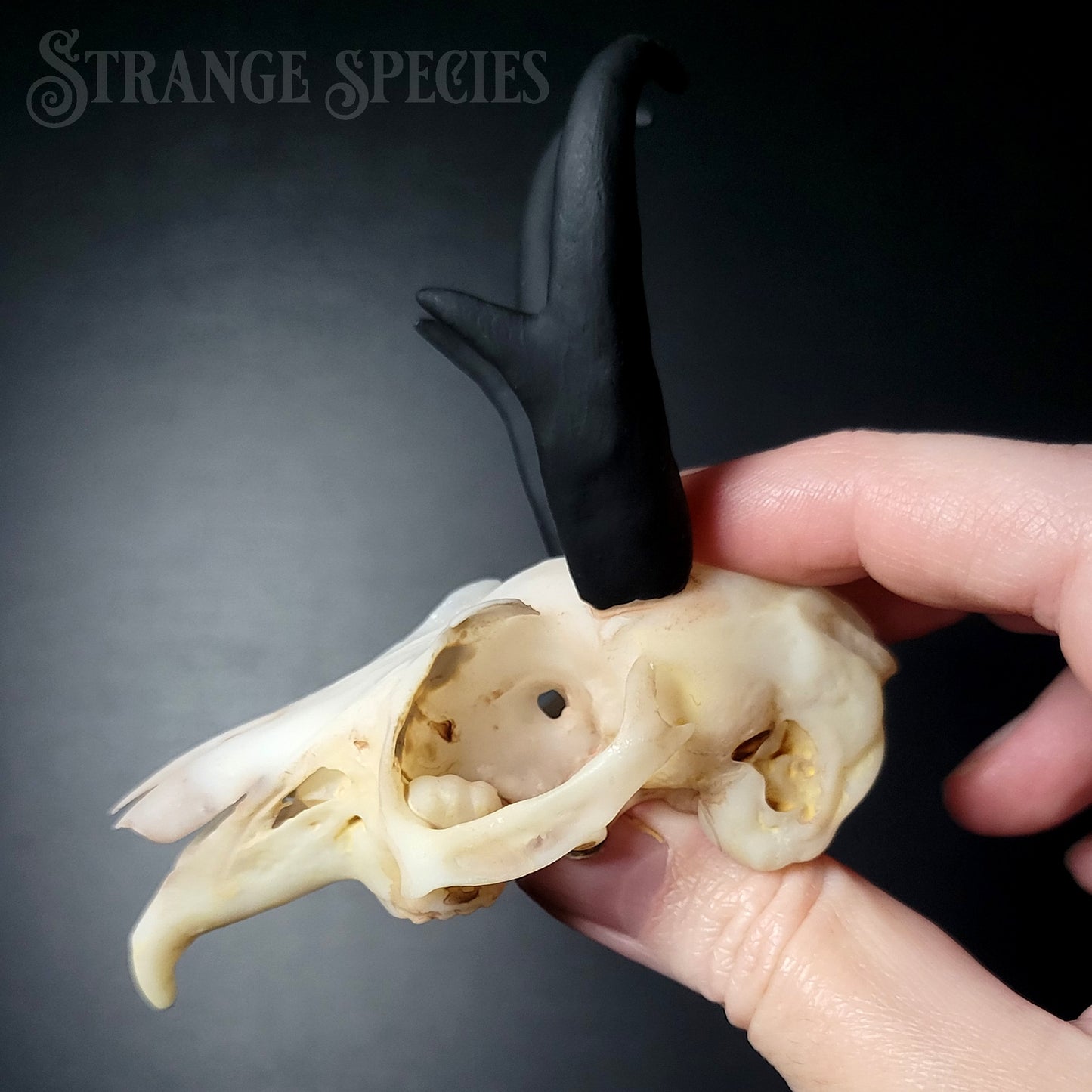Jackalope Skull Replica (Life-Sized)