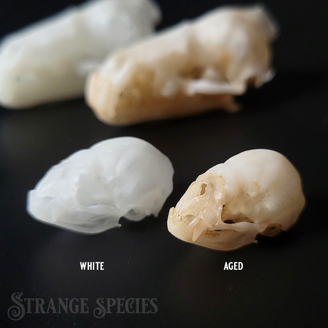 Life Sized Bat Skull Replicas, 9 Different Highly Detailed Species