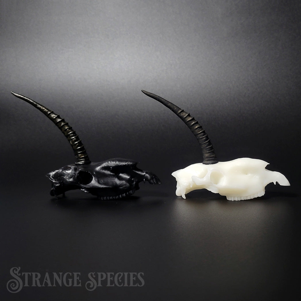 Mini Scimitar-Horned Unicorn Skull