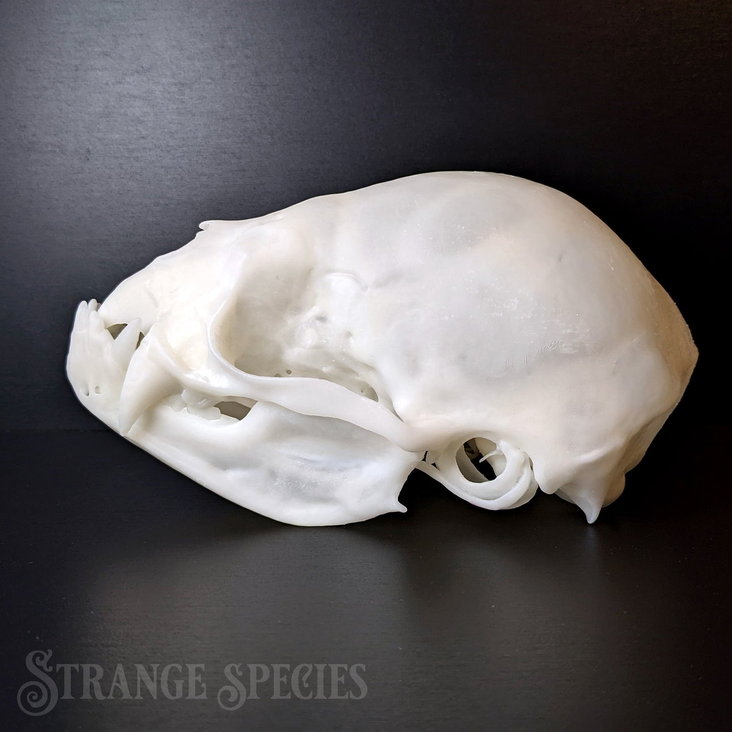 Unsettlingly Large Common Vampire Bat Skull