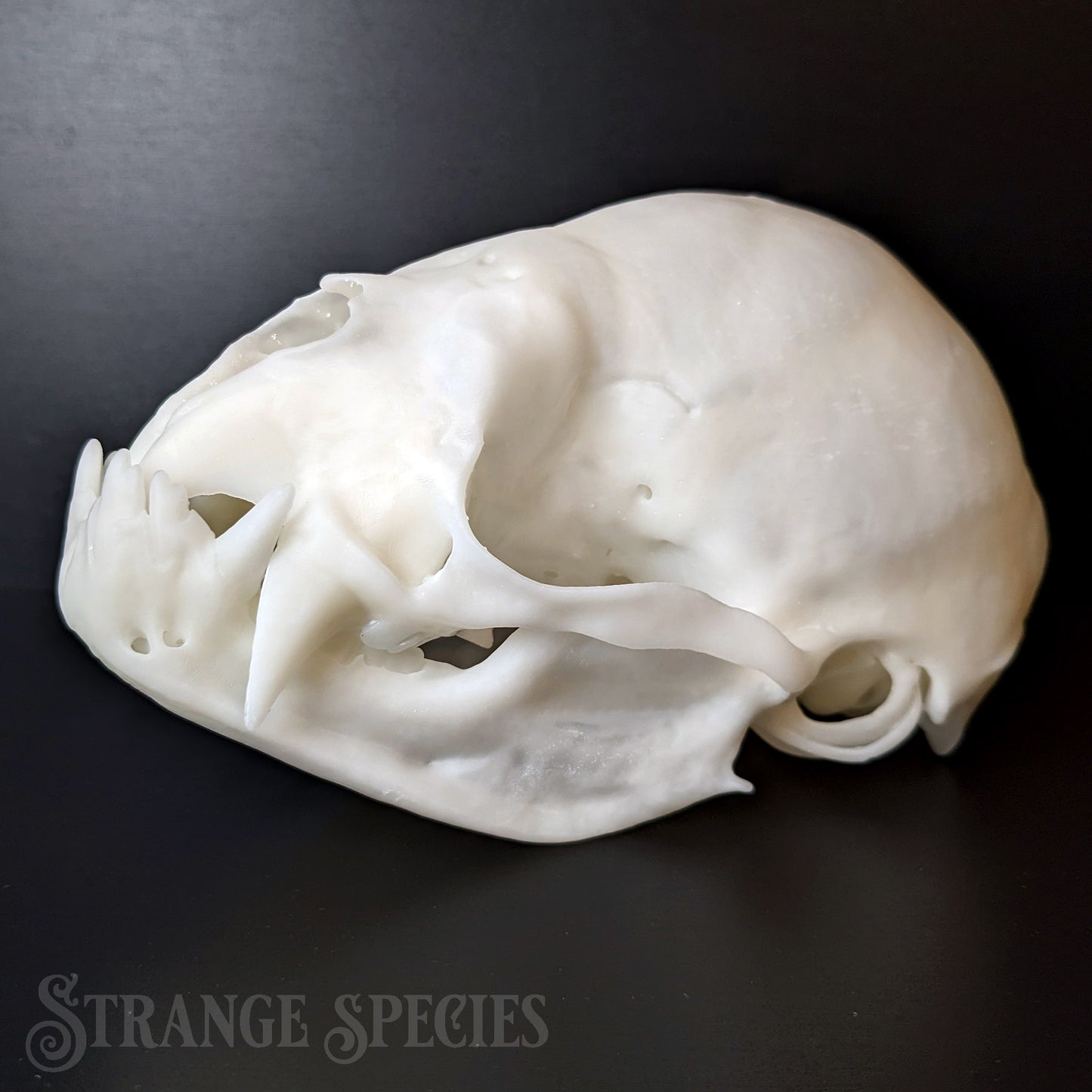 Unsettlingly Large Common Vampire Bat Skull