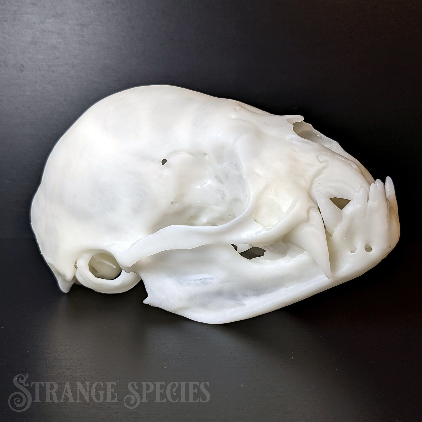 Unsettlingly Large Common Vampire Bat Skull