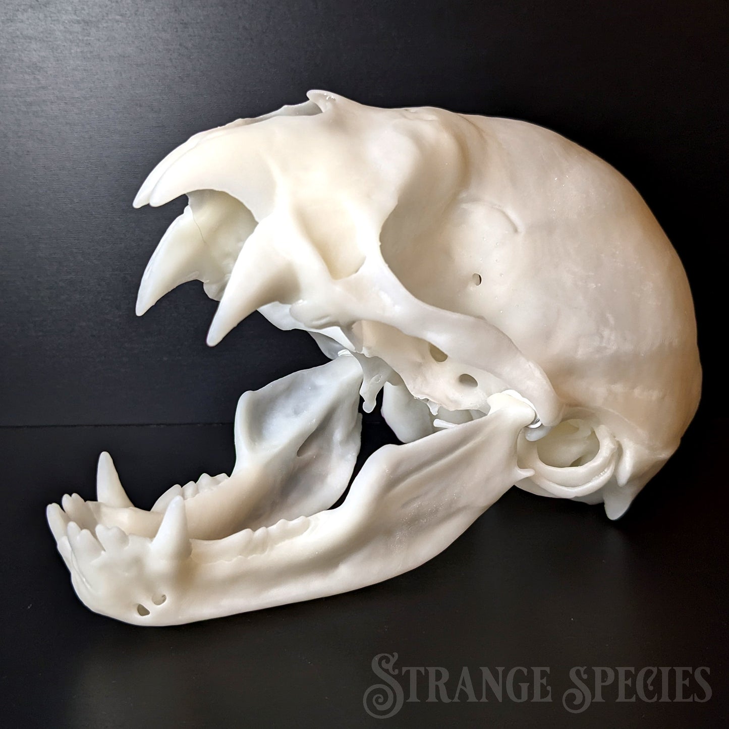 Unsettlingly Large Common Vampire Bat Skull