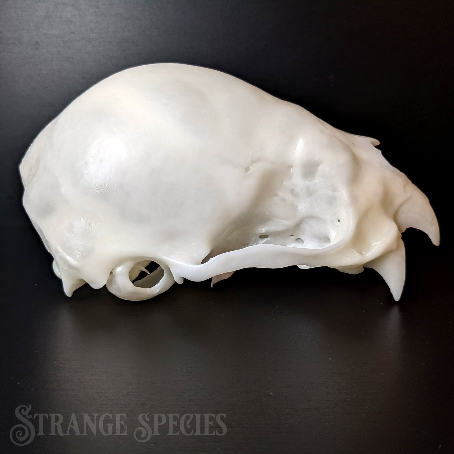 Unsettlingly Large Common Vampire Bat Skull