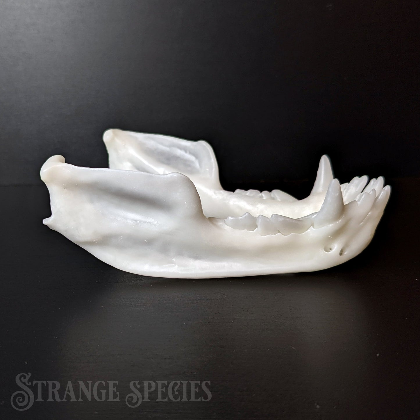 Unsettlingly Large Common Vampire Bat Skull