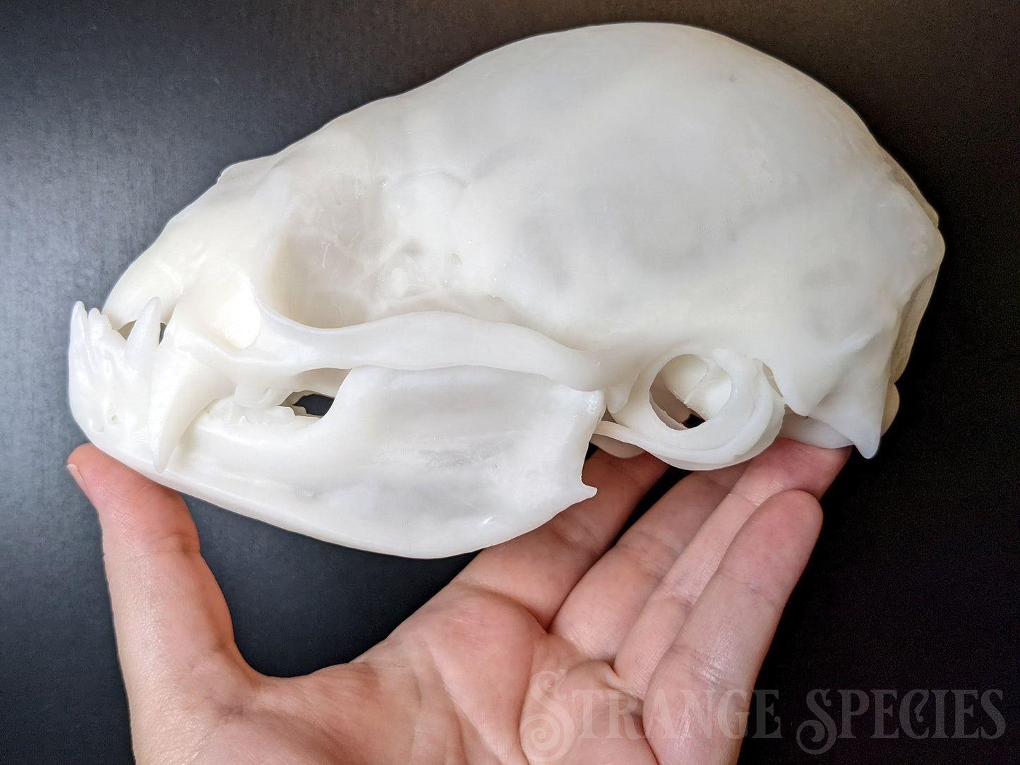 Unsettlingly Large Common Vampire Bat Skull