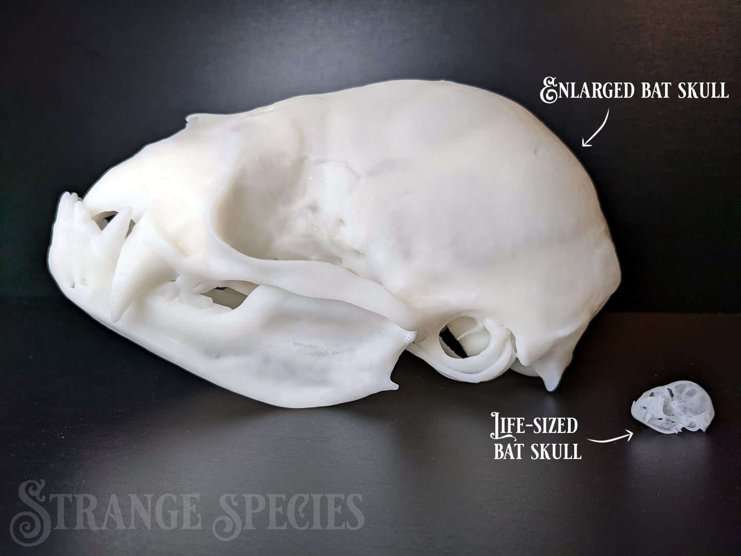 Unsettlingly Large Common Vampire Bat Skull