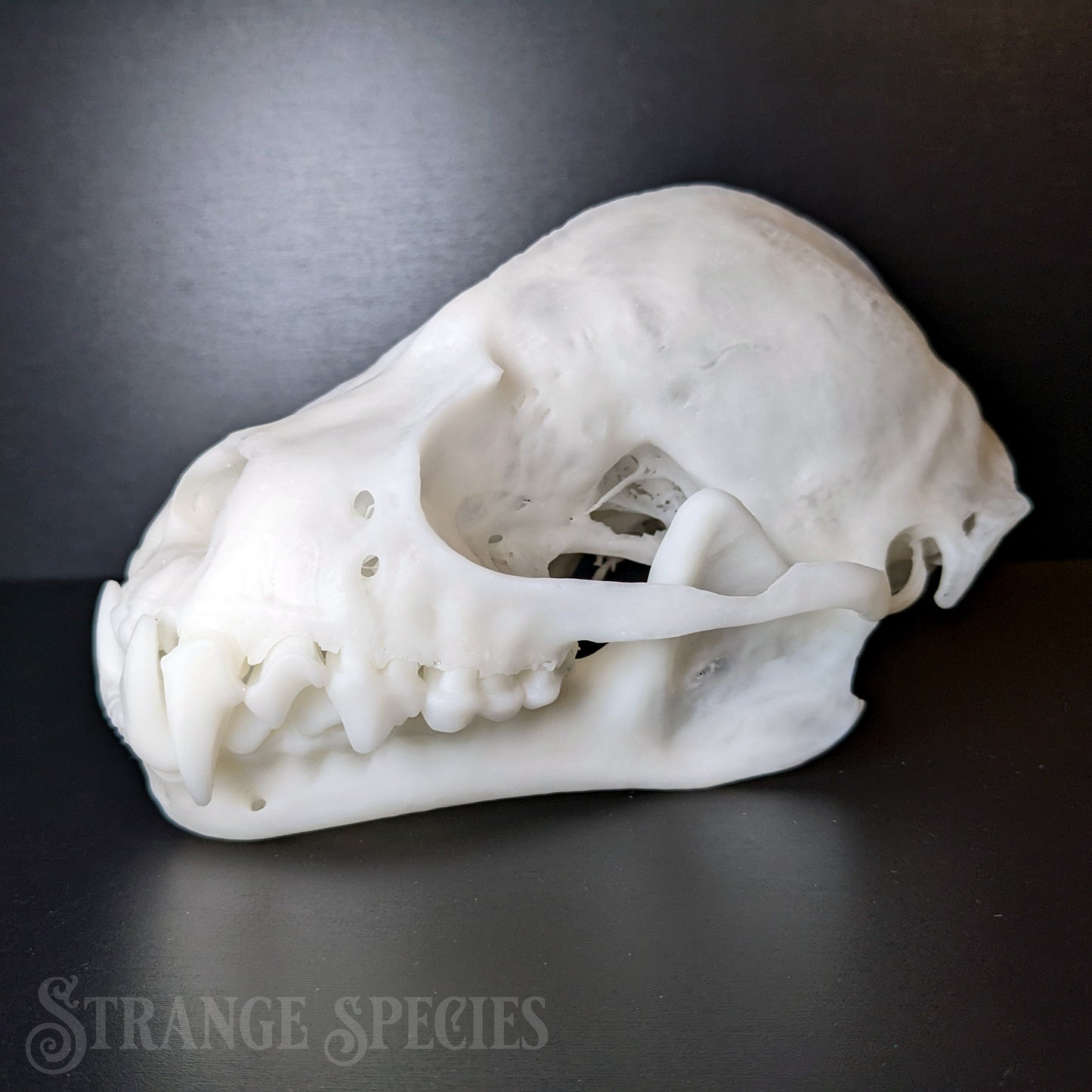 Uncommonly Large Great Fruit-Eating Bat Skull