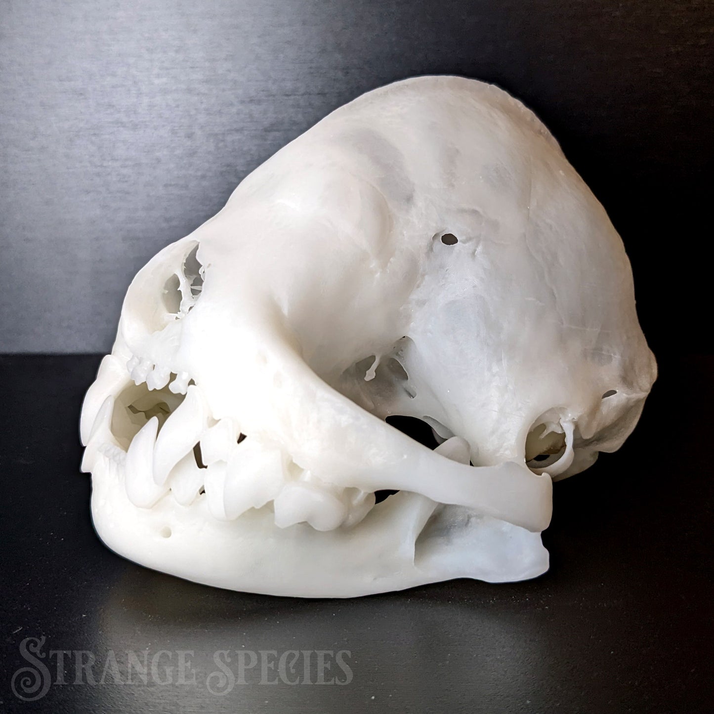 Unexpectedly Large Wrinkle-Faced Bat Skull