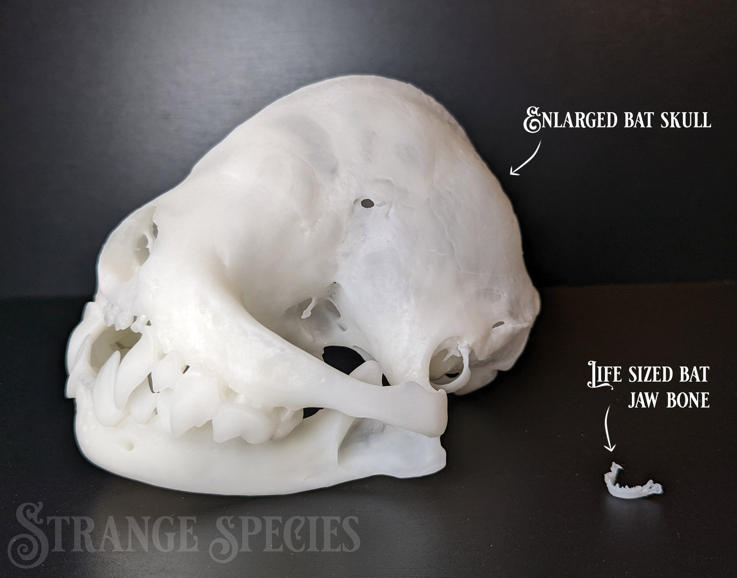 Unexpectedly Large Wrinkle-Faced Bat Skull