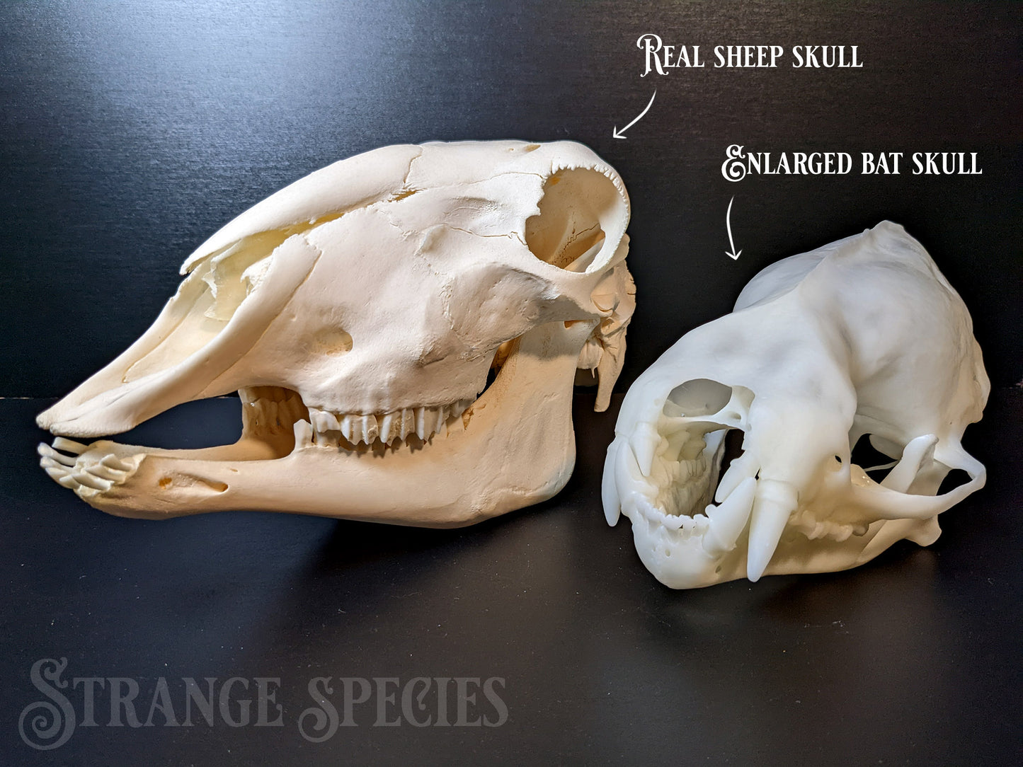 Curiously Large Southern Yellow Bat Skull