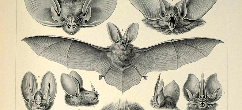Scientific illustration from a vintage book, showing the spread-winged full body of a bat next to several illustrations of the heads of different species.