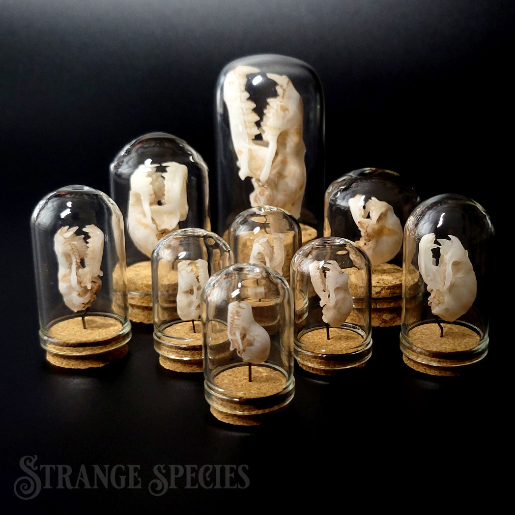 Life Sized Bat Skull Replicas in Glass Display Domes