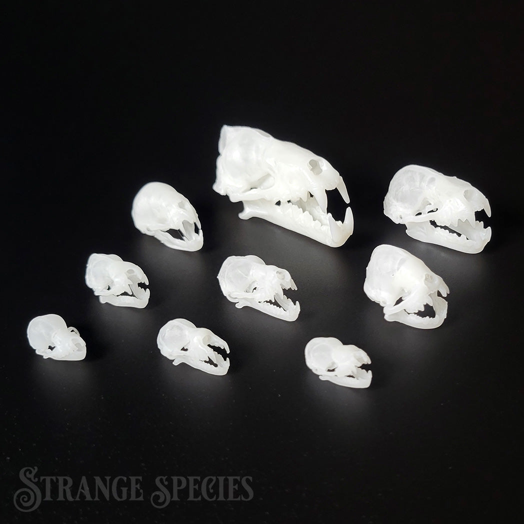 Life Sized Bat Skull Replicas, 9 Different Highly Detailed Species