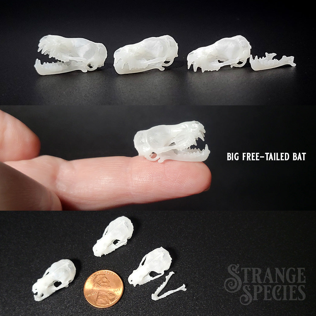 Life Sized Bat Skull Replicas, 9 Different Highly Detailed Species