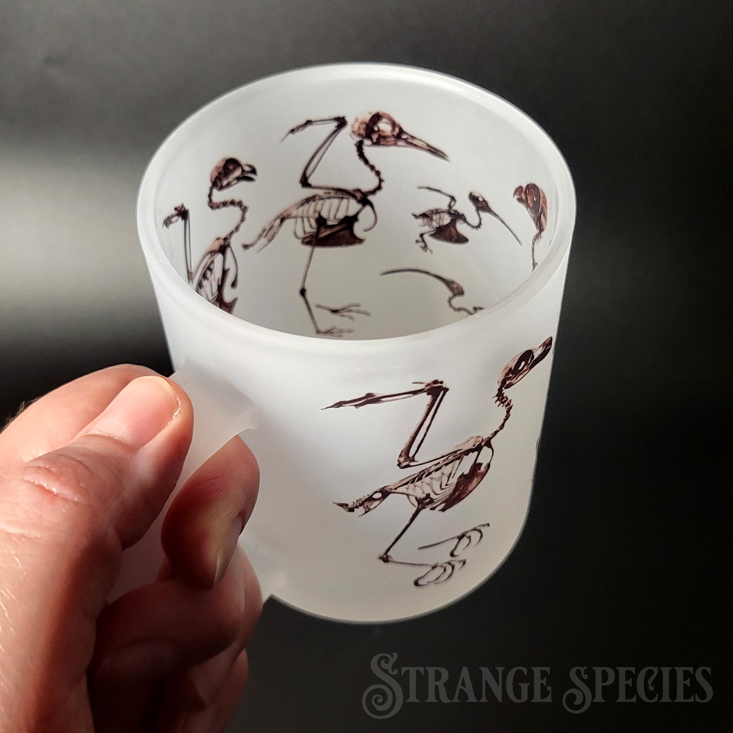 Bird Skeletons Osteology Illustration Frosted Glass Mug 11 oz