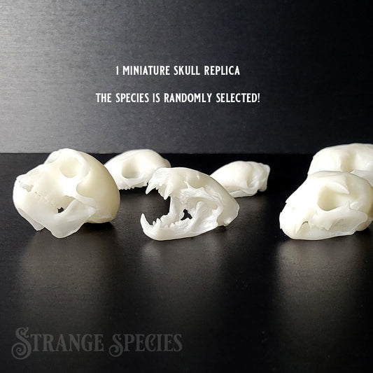 Random Mini Skull Replica