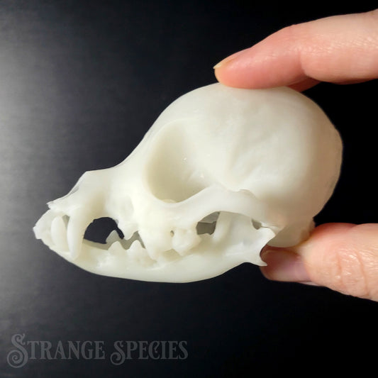 Chihuahua Life-Sized Domestic Dog Skull Replica
