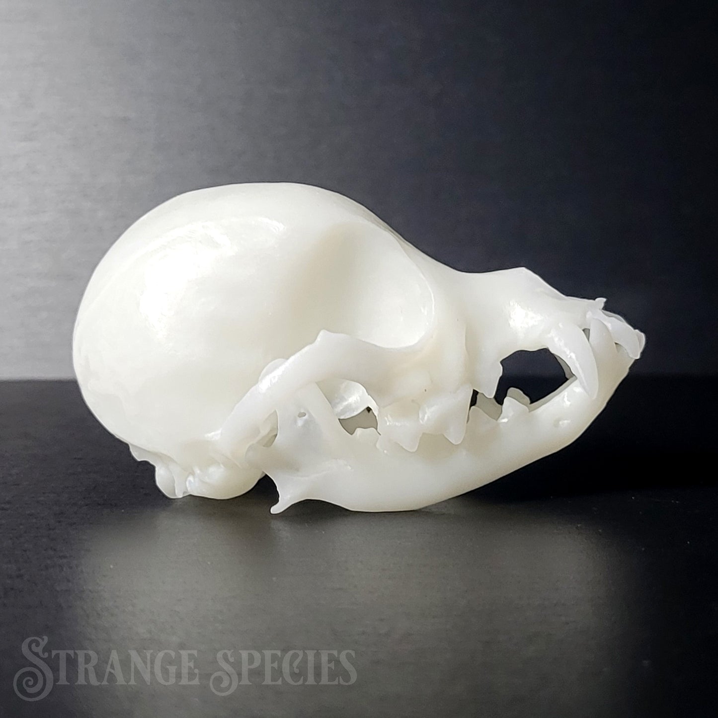 Chihuahua Life-Sized Domestic Dog Skull Replica