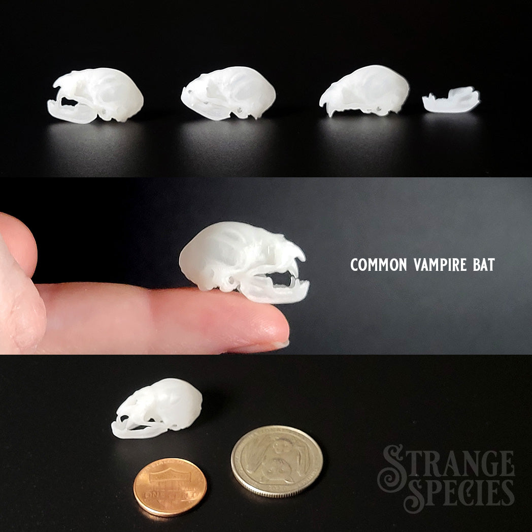 Life Sized Bat Skull Replicas, 9 Different Highly Detailed Species