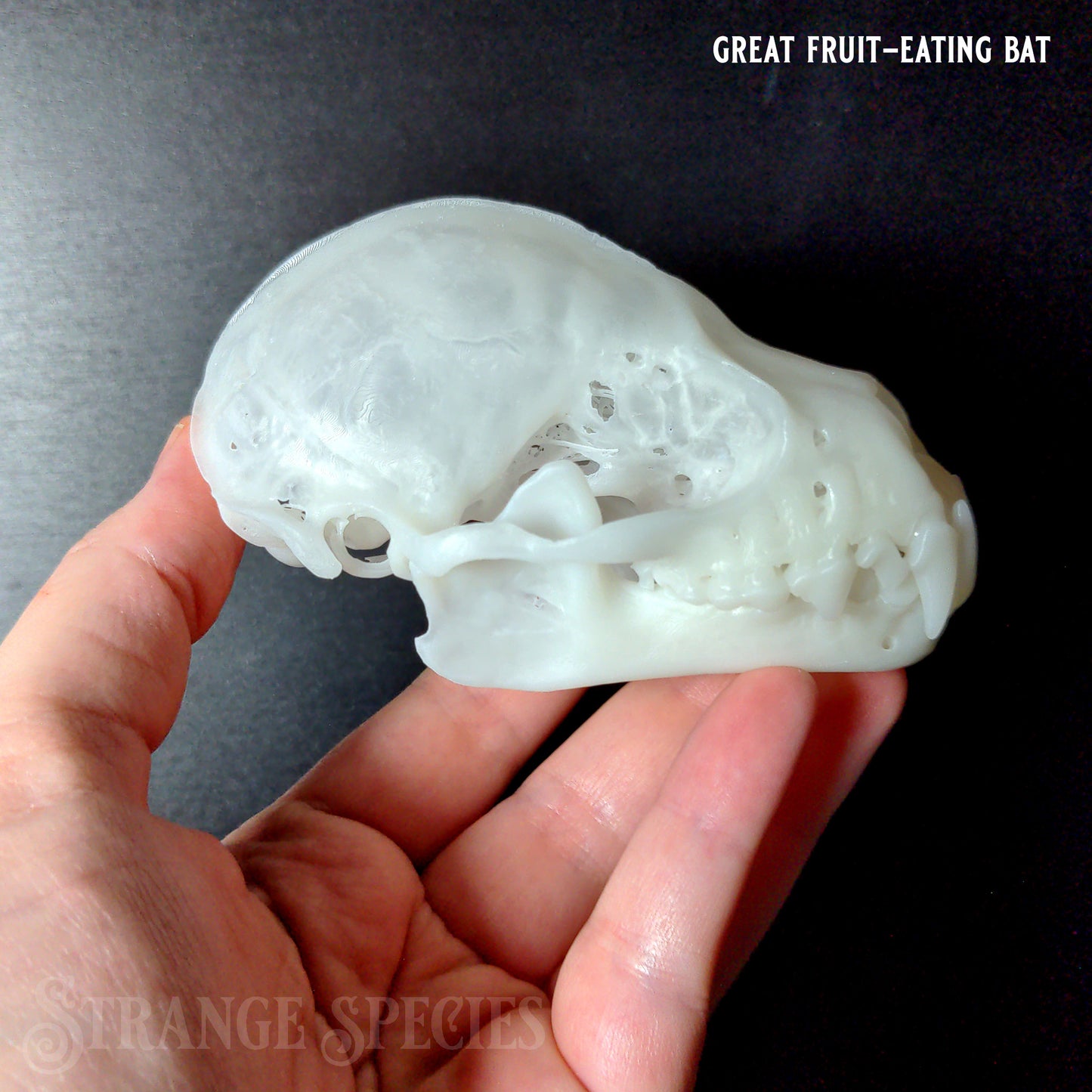 Conservation Edition Enlarged Bat Skull Replicas