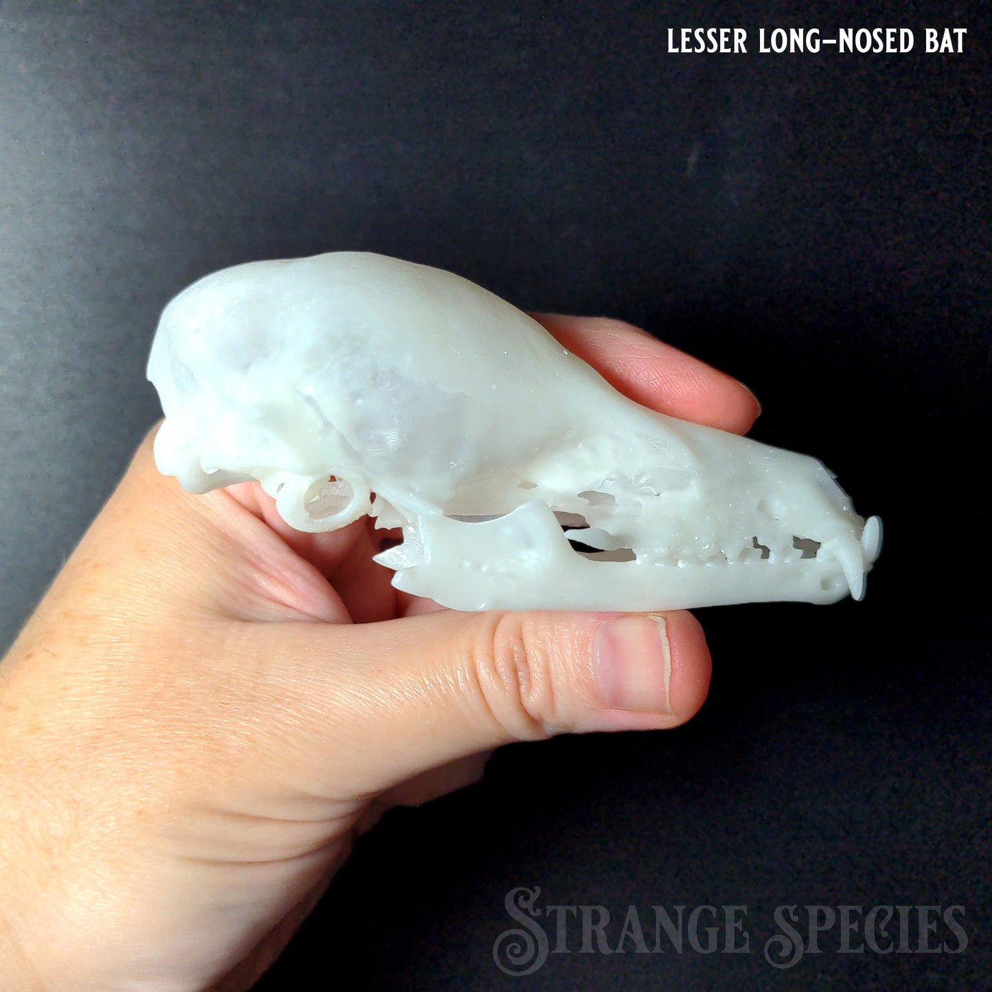 Conservation Edition Enlarged Bat Skull Replicas