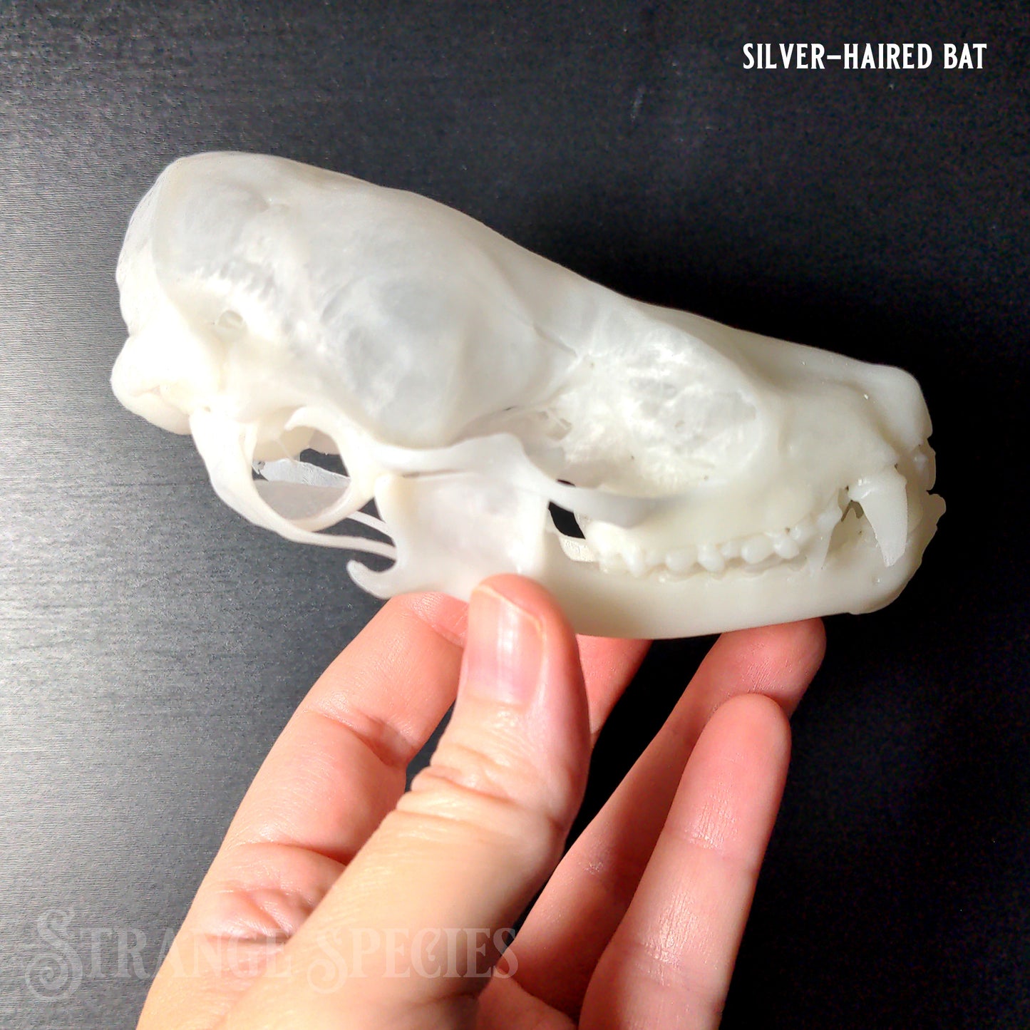 Conservation Edition Enlarged Bat Skull Replicas