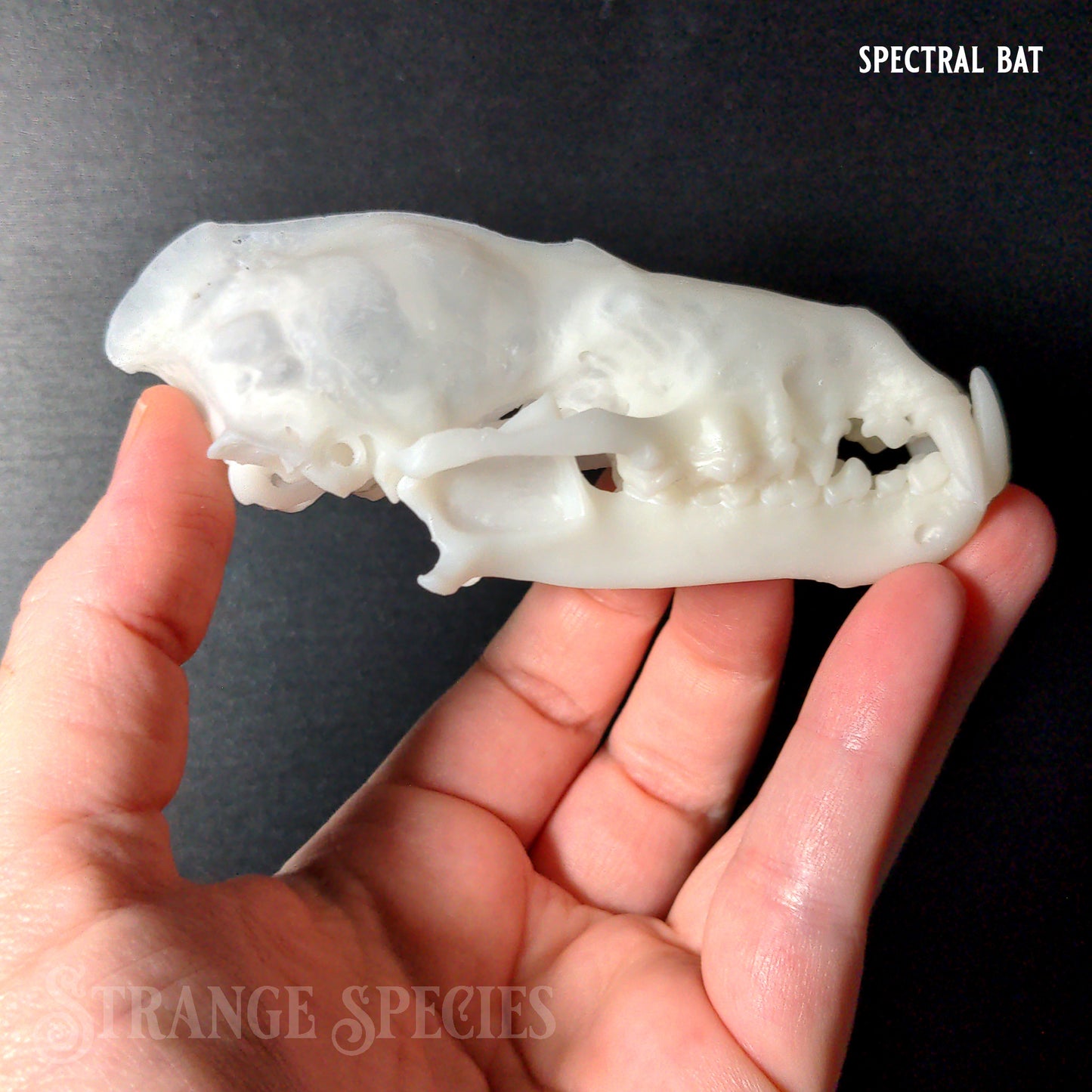 Conservation Edition Enlarged Bat Skull Replicas