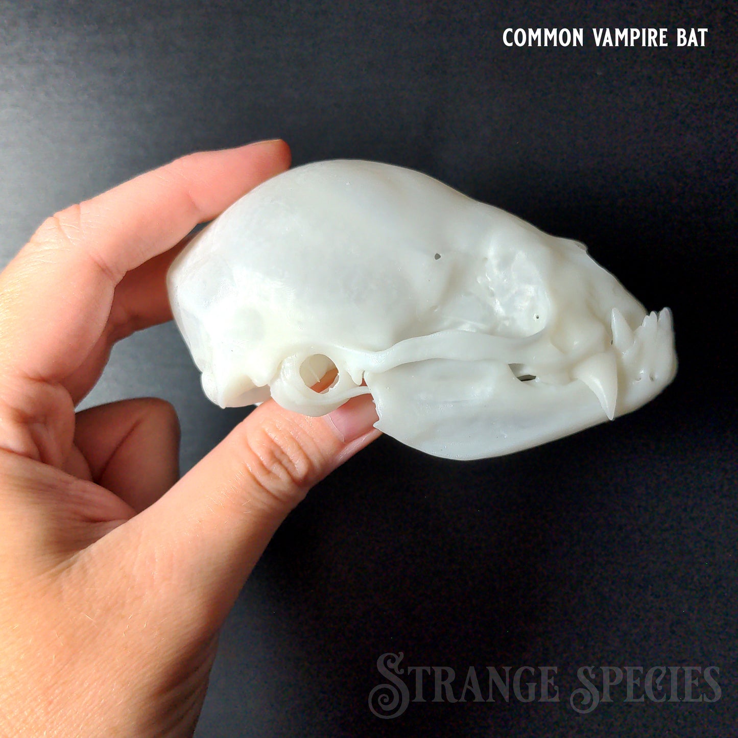 Conservation Edition Enlarged Bat Skull Replicas