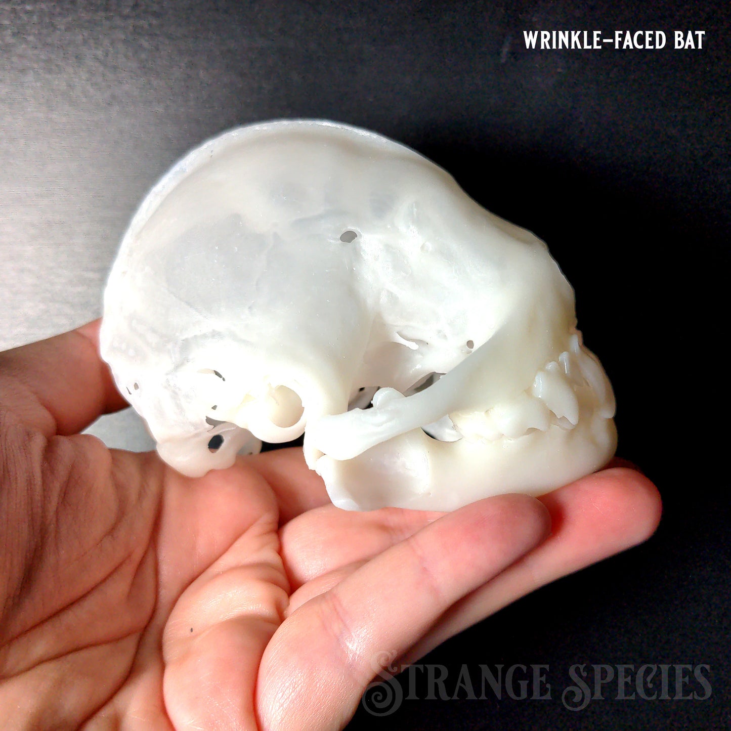 Conservation Edition Enlarged Bat Skull Replicas