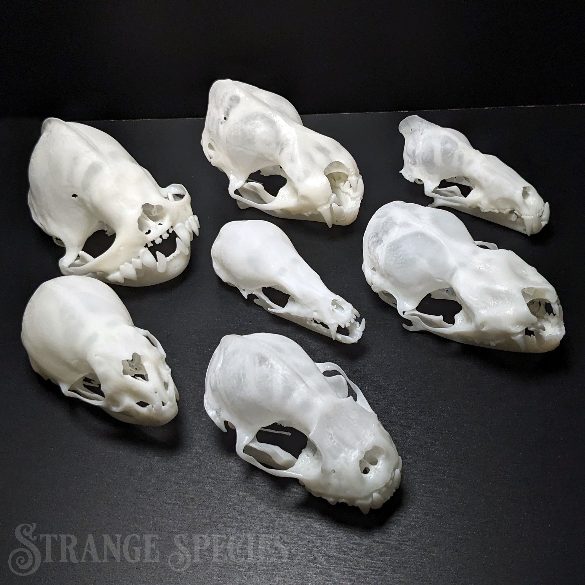 Fox Resin Skull on sale Reproduction