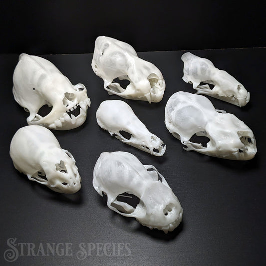 Conservation Edition Enlarged Bat Skull Replicas