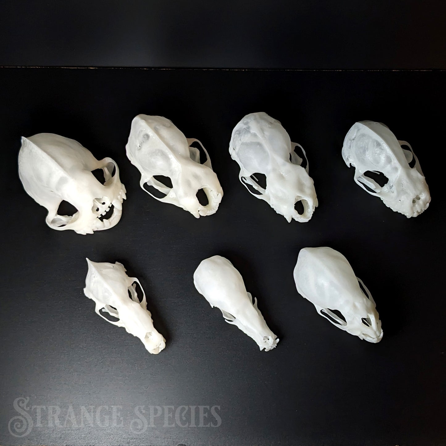 Conservation Edition Enlarged Bat Skull Replicas