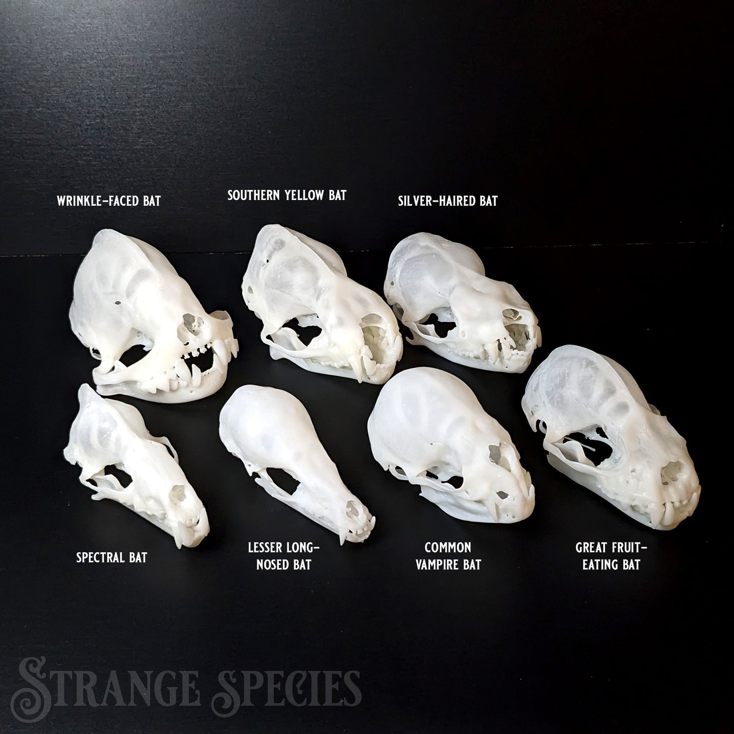 Conservation Edition Enlarged Bat Skull Replicas