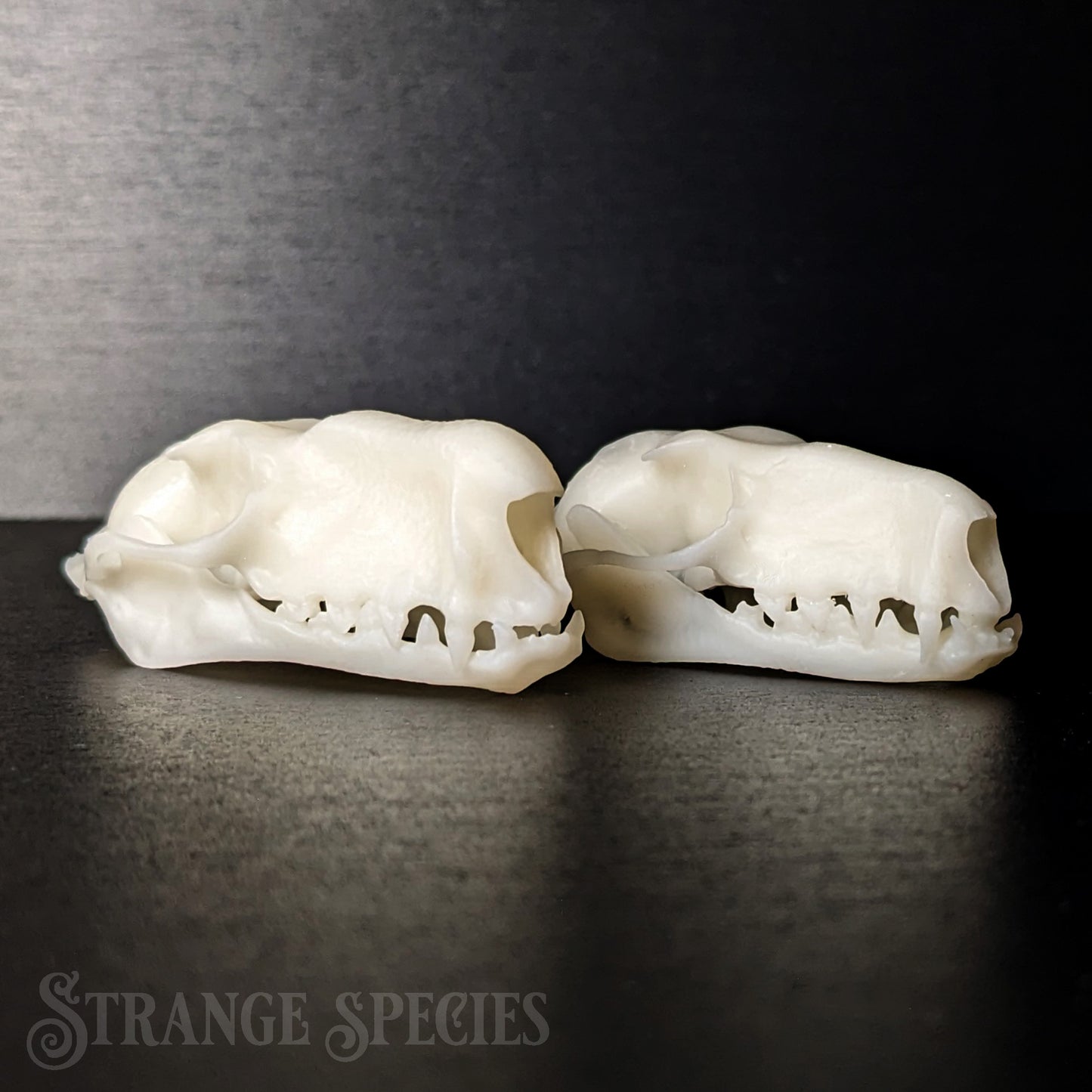 Life-Sized Hammer-headed Bat Skull Replica (Male or Female)