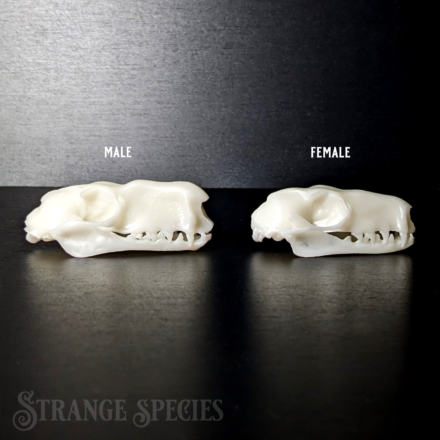 Life-Sized Hammer-headed Bat Skull Replica (Male or Female)