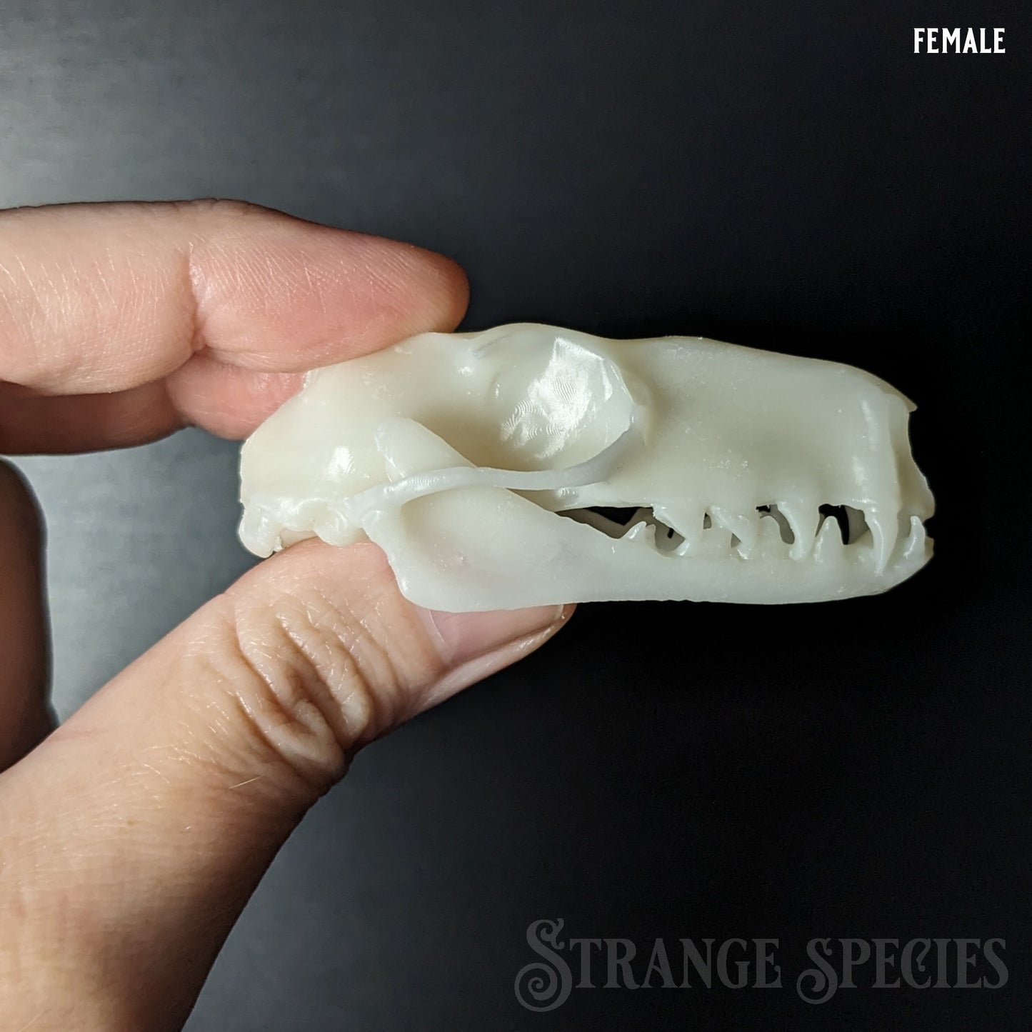 Life-Sized Hammer-headed Bat Skull Replica (Male or Female)