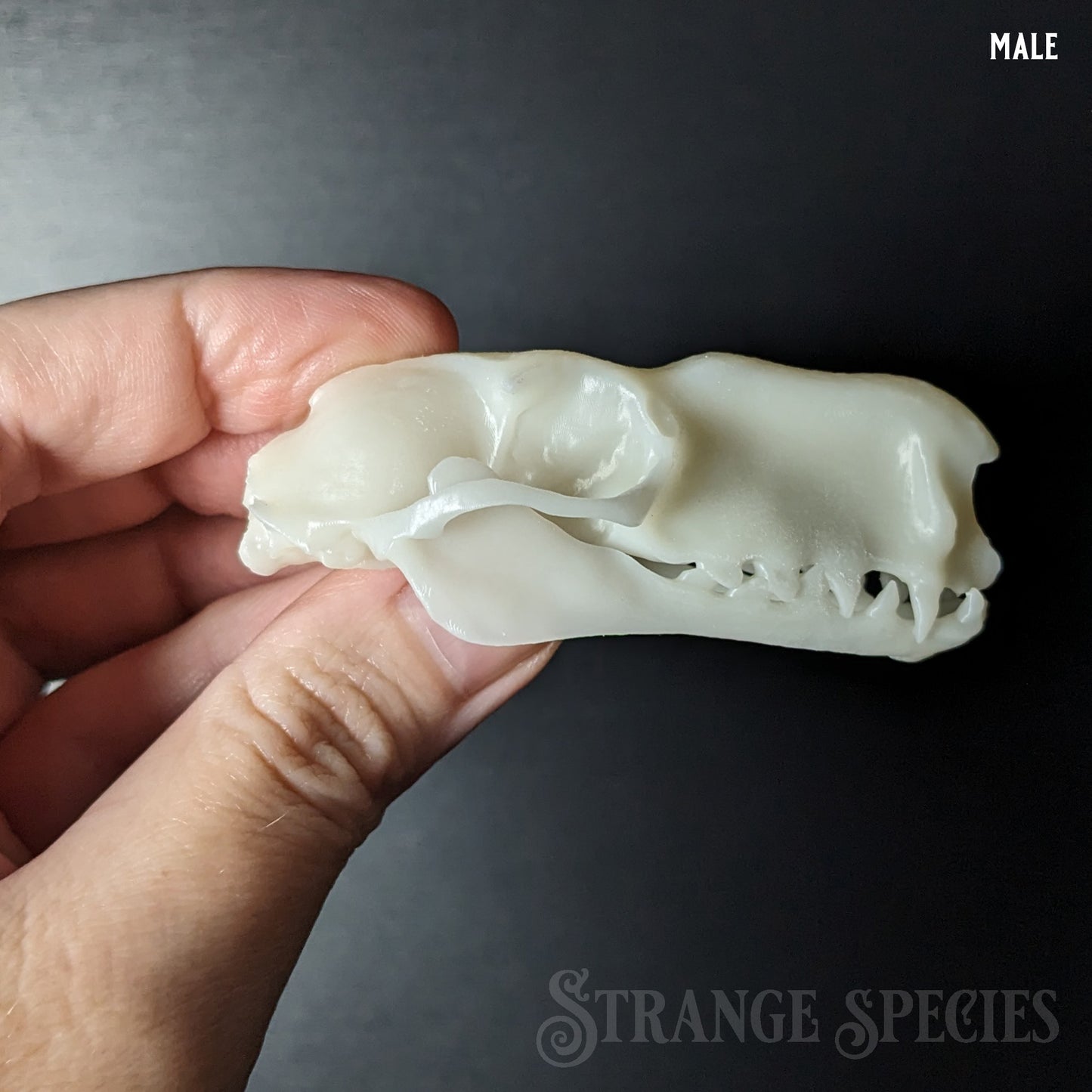 Life-Sized Hammer-headed Bat Skull Replica (Male or Female)