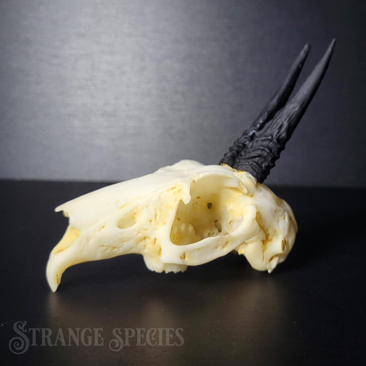 Horned Hare Life-Sized Skull Replica