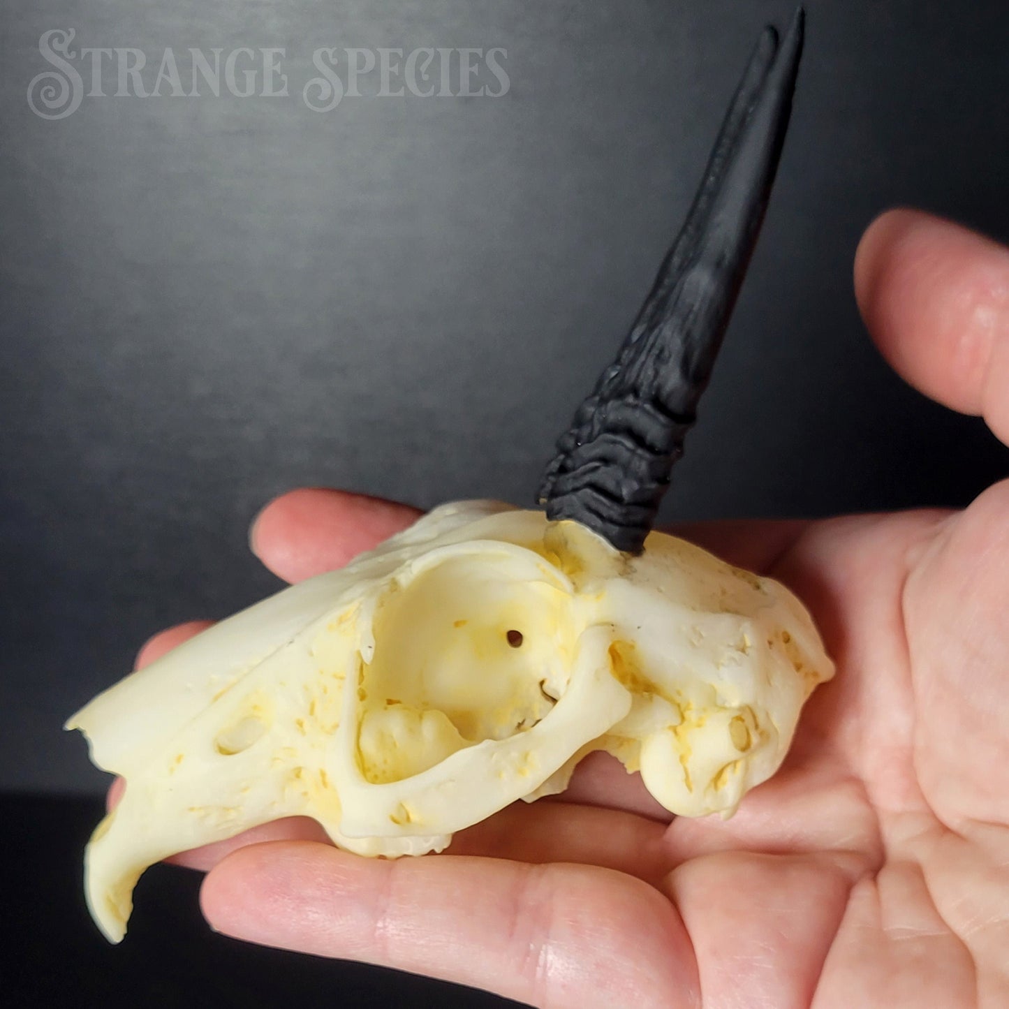 Horned Hare Life-Sized Skull Replica