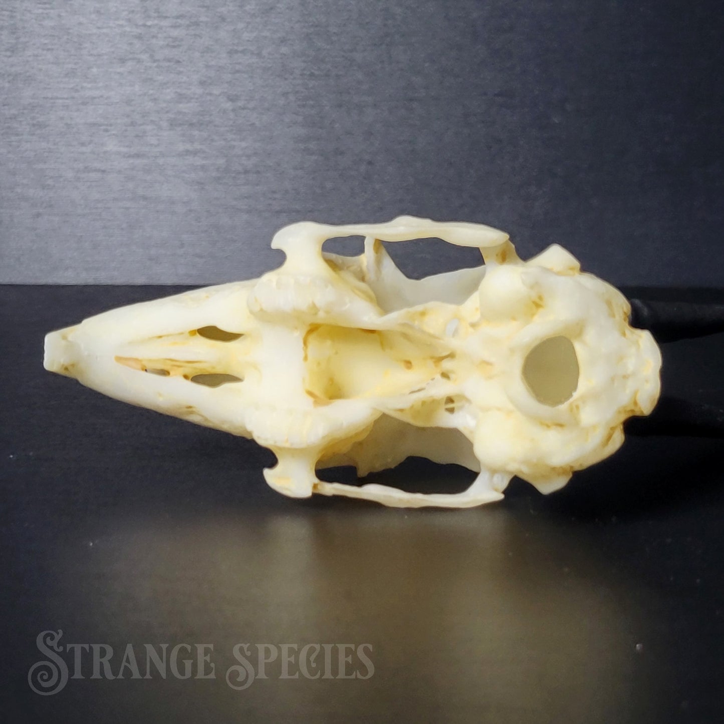 Horned Hare Life-Sized Skull Replica